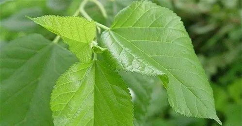 防治豬病有妙招 16種天然植物樹葉與提取物助力健康養殖